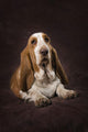 Basset Hound On A Brown Muslin Backdrop Wall Mural