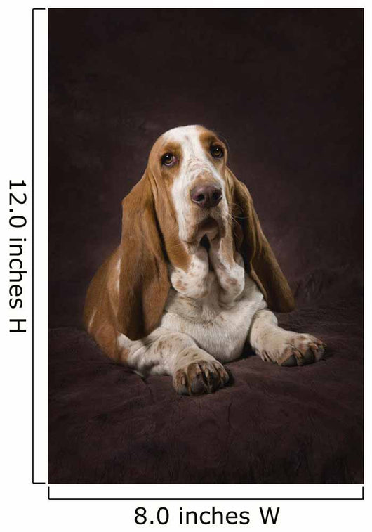 Basset Hound On A Brown Muslin Backdrop Wall Mural