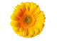 Yellow Gerbera Daisy Wall Decal