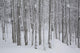 Frost And Snow-Covered Bare Trees In Forest In Winter Wall Mural