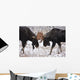 Moose Fighting, Gaspesie National Park, Quebec Wall Mural