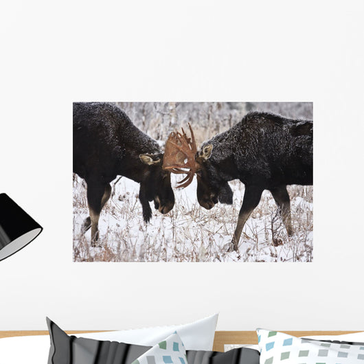 Moose Fighting, Gaspesie National Park, Quebec Wall Mural