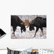 Moose Fighting, Gaspesie National Park, Quebec Wall Mural