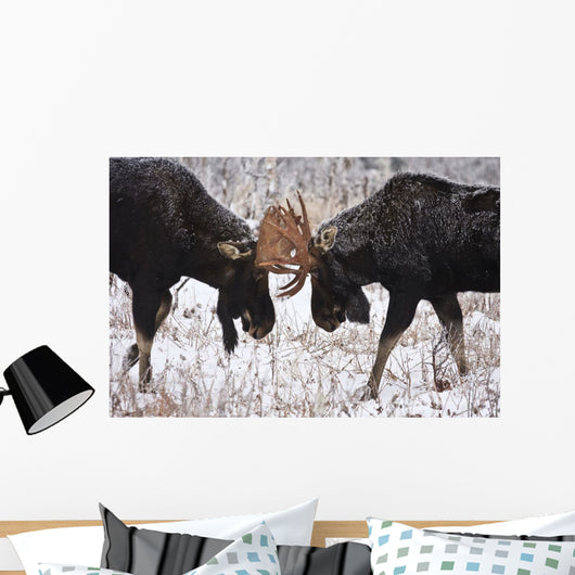 Moose Fighting, Gaspesie National Park, Quebec Wall Mural