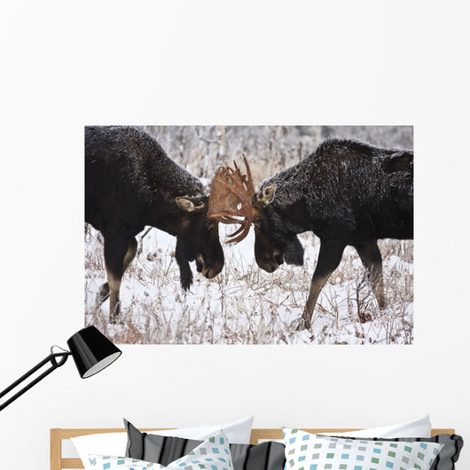 Moose Fighting, Gaspesie National Park, Quebec Wall Mural