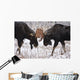 Moose Fighting, Gaspesie National Park, Quebec Wall Mural