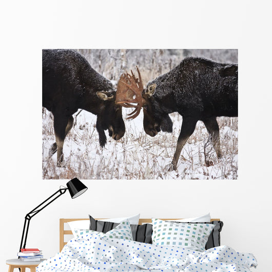 Moose Fighting, Gaspesie National Park, Quebec Wall Mural