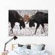 Moose Fighting, Gaspesie National Park, Quebec Wall Mural