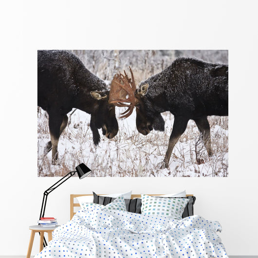 Moose Fighting, Gaspesie National Park, Quebec Wall Mural