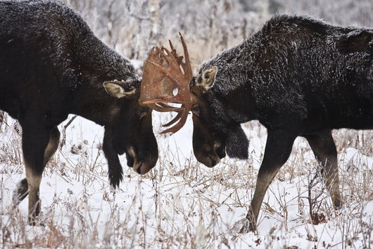 Moose Fighting, Gaspesie National Park, Quebec Wall Mural