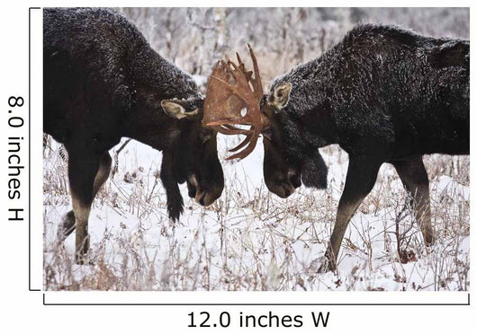 Moose Fighting, Gaspesie National Park, Quebec Wall Mural