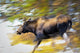 Female Moose Running Through Woods Wall Mural