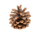 Pine Cone White Wall Decal