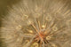 Close-Up Of Goat's Beard, Saskatchewan Wall Mural