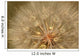 Close-Up Of Goat's Beard, Saskatchewan Wall Mural