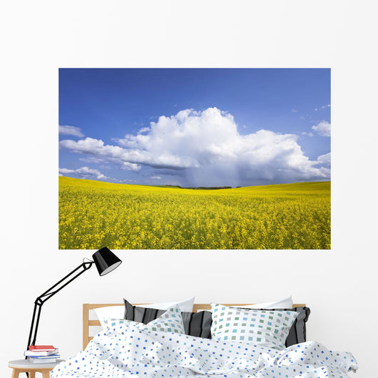 Rainstorm Over Canola Field Crop, Pembina Valley, Manitoba Wall Mural