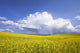 Rainstorm Over Canola Field Crop, Pembina Valley, Manitoba Wall Mural
