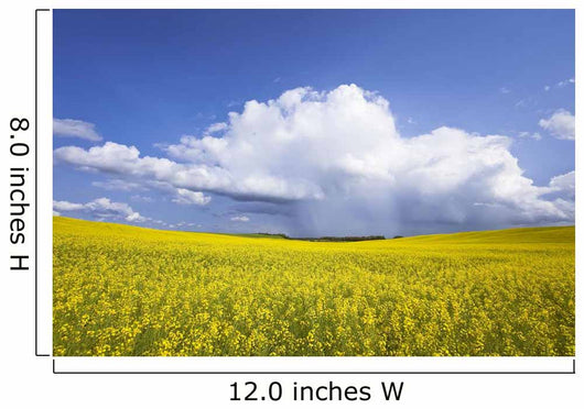 Rainstorm Over Canola Field Crop, Pembina Valley, Manitoba Wall Mural
