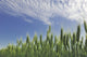 Green Crops Northwest Of Edmonton, Alberta Wall Mural