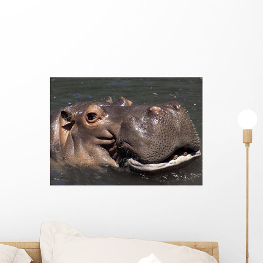 Hippo Wall Mural