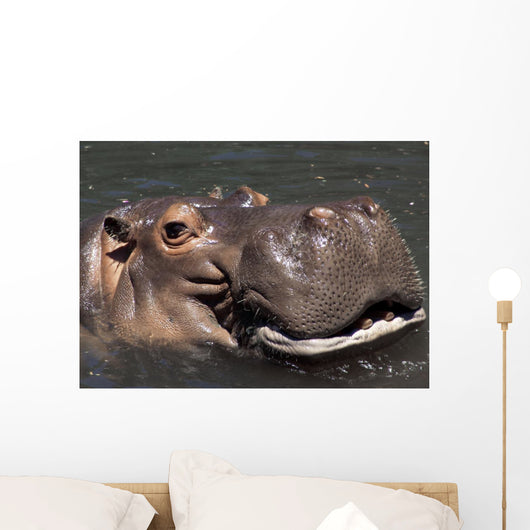 Hippo Wall Mural