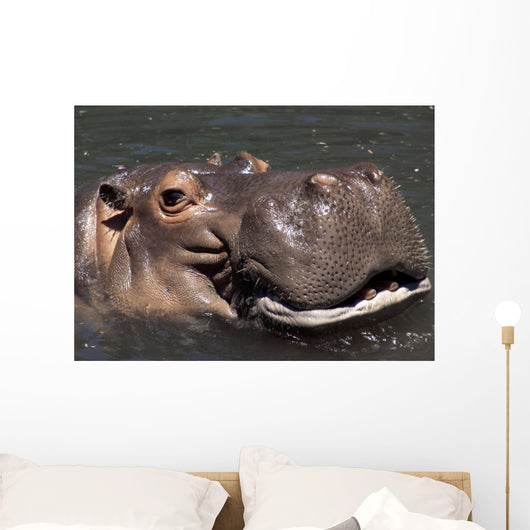 Hippo Wall Mural