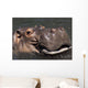 Hippo Wall Mural