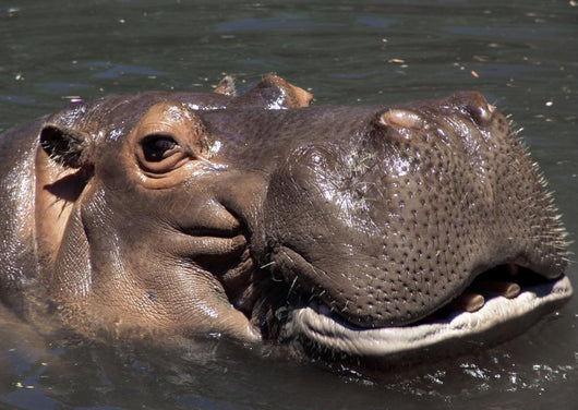 Hippo Wall Mural