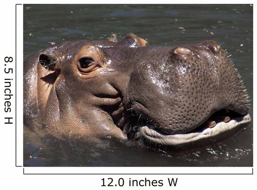 Hippo Wall Mural