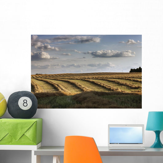 Clouds Over Canola Field On Farm, Central Alberta Wall Mural