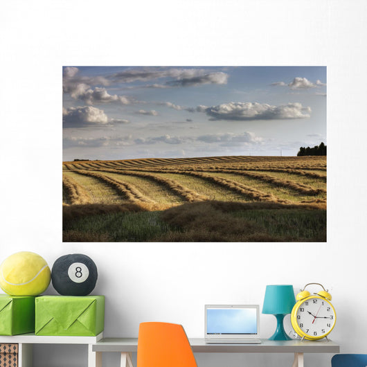 Clouds Over Canola Field On Farm, Central Alberta Wall Mural