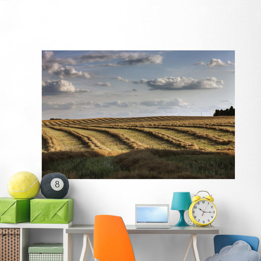 Clouds Over Canola Field On Farm, Central Alberta Wall Mural