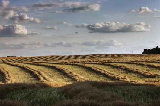 Clouds Over Canola Field On Farm, Central Alberta Wall Mural