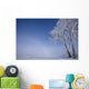 Hoar Frost Covered Poplar Trees On A Foggy Winter Morning Wall Mural
