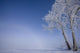 Hoar Frost Covered Poplar Trees On A Foggy Winter Morning Wall Mural
