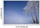 Hoar Frost Covered Poplar Trees On A Foggy Winter Morning Wall Mural
