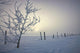 Hoar Frost Covering Trees And Barbed Wire Fence On Winter Morning Wall Mural