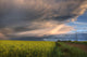 Summer Evening Storm Blowing Over Ripe Canola Fields, Central Alberta Wall Mural