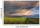 Summer Evening Storm Blowing Over Ripe Canola Fields, Central Alberta Wall Mural