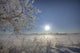 Frost Covered Trees On Winter Morning, Alberta Wall Mural