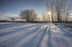 Sunlight Breaking Through Trees On Winter Afternoon, Alberta Wall Mural