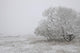 Foggy Winter Morning On Farm, Central Alberta Wall Mural