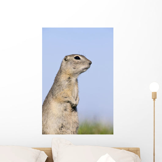 Richardson's Ground Squirrel, In Grass, Oak Hammock Marsh, Manitoba Wall Mural