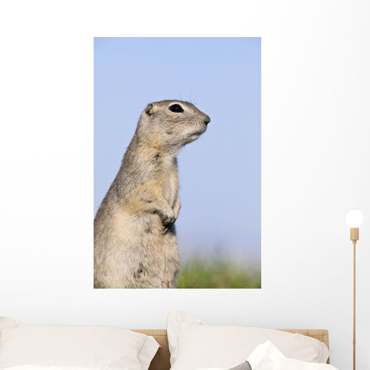 Richardson's Ground Squirrel, In Grass, Oak Hammock Marsh, Manitoba Wall Mural