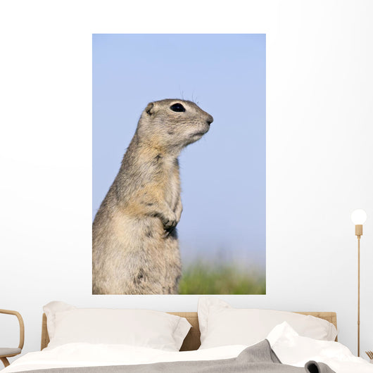 Richardson's Ground Squirrel, In Grass, Oak Hammock Marsh, Manitoba Wall Mural