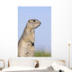 Richardson's Ground Squirrel, In Grass, Oak Hammock Marsh, Manitoba Wall Mural