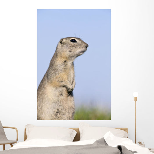 Richardson's Ground Squirrel, In Grass, Oak Hammock Marsh, Manitoba Wall Mural
