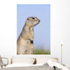 Richardson's Ground Squirrel, In Grass, Oak Hammock Marsh, Manitoba Wall Mural