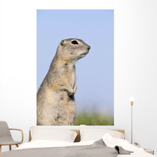Richardson's Ground Squirrel, In Grass, Oak Hammock Marsh, Manitoba Wall Mural