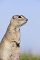 Richardson's Ground Squirrel, In Grass, Oak Hammock Marsh, Manitoba Wall Mural